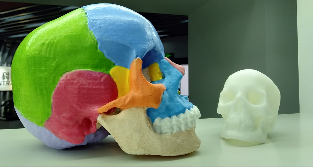 Mô hình xương sọ 3D